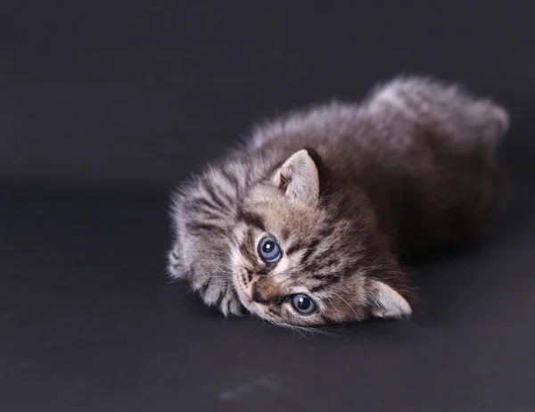 Cinza gato no fundo preto — Fotografia de Stock