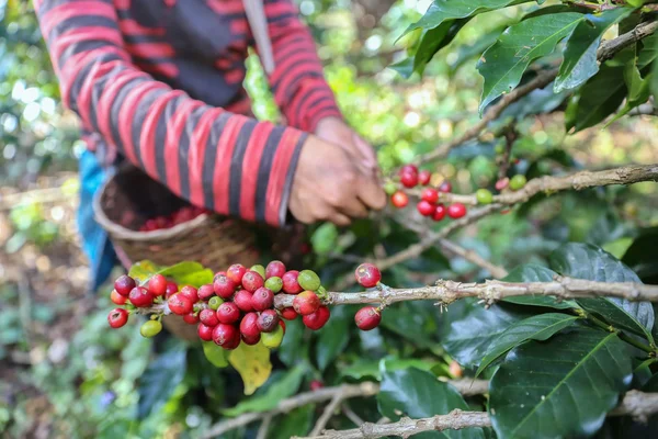 Farmer hand picking arabica coffee berries in red and green on its branch tree at plantation — Stock Photo, Image