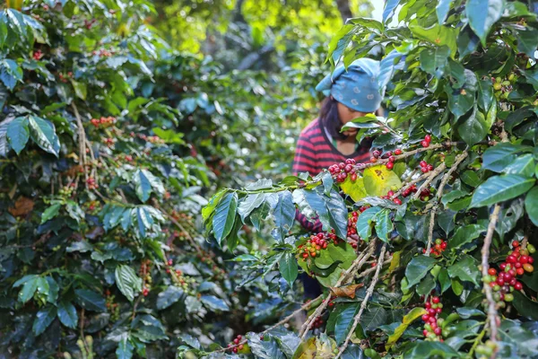 Ženy výdeje kávy semen se zemědělskou půdou — Stock fotografie