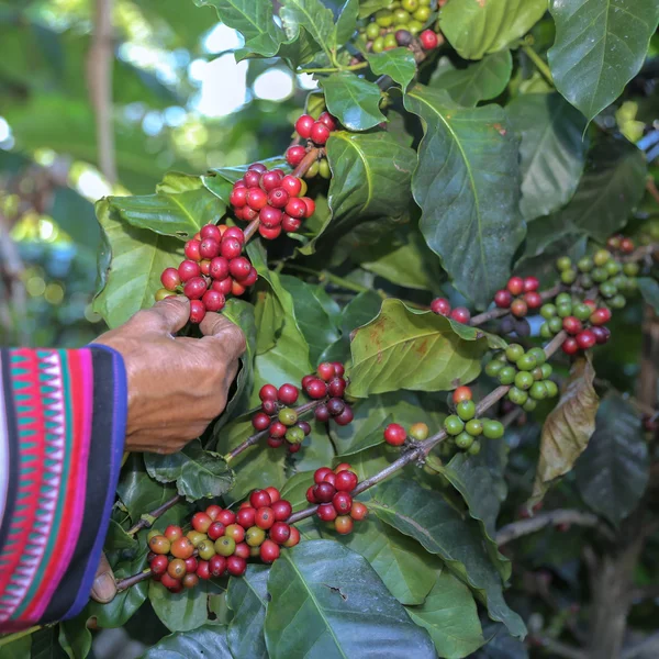 Farmer hand picking arabica coffee berries in red and green on its branch tree at plantation — Stock Photo, Image