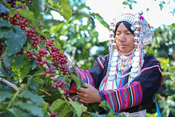 Kırmızı ve yeşil olan şube ağaç ekimi, Akha hill Arabica kahve toplama çilek