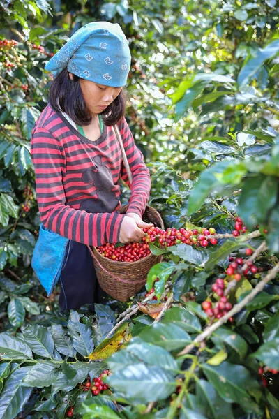 Agricultor mano recoger bayas de café árabe en rojo y verde en su árbol de ramas en la plantación — Foto de Stock