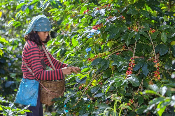 Mulheres colhendo sementes de café nas terras agrícolas — Fotografia de Stock