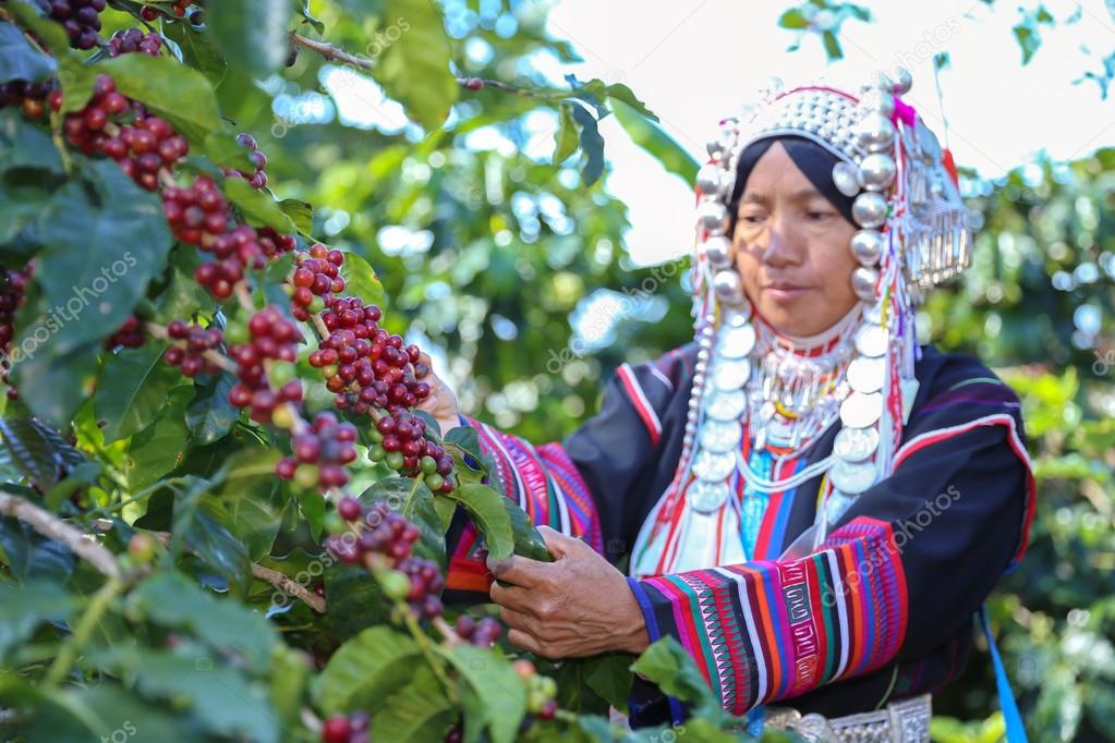 Akha hill picking arabica coffee berries in red and green on its branch tree at plantation