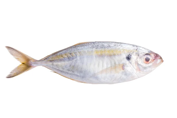 Ryby ze świeżych makreli odizolowane na białym tle. — Zdjęcie stockowe