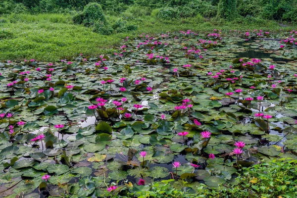 Cênica de lótus rosa em pântanos — Fotografia de Stock