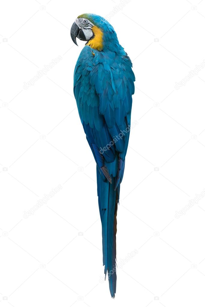 back view of Colourful parrot isolated on white