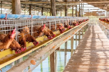 Çiftlikteki tavuklar