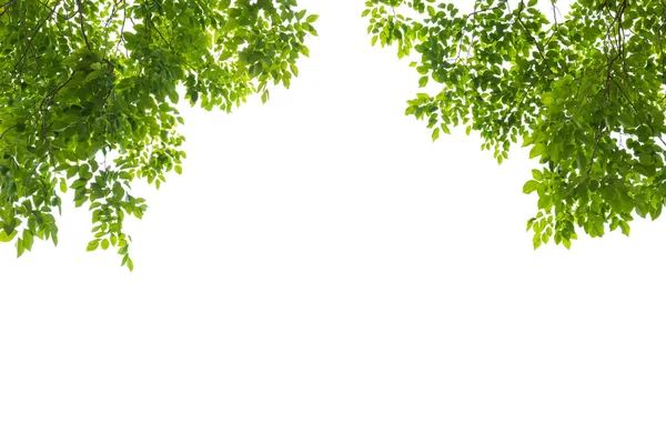 Grönt blad isolerad på vit bakgrund — Stockfoto