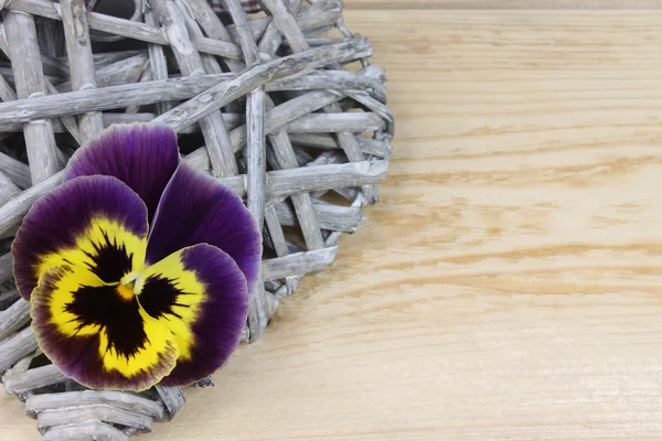 Ahşap arka plan üzerinde Hercai Menekşe