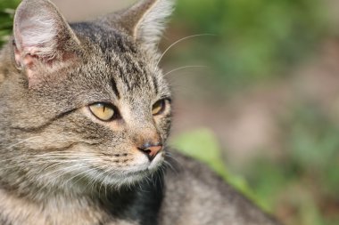 Tekir kedi başkanı