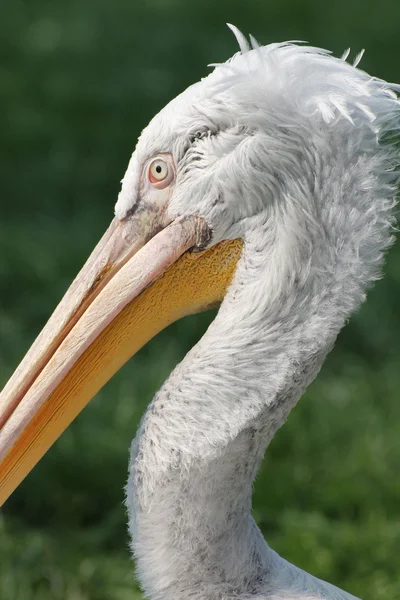 Pelican — Stock Photo, Image