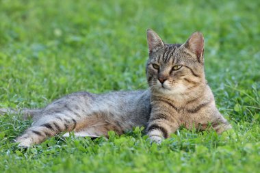 tekir kedi