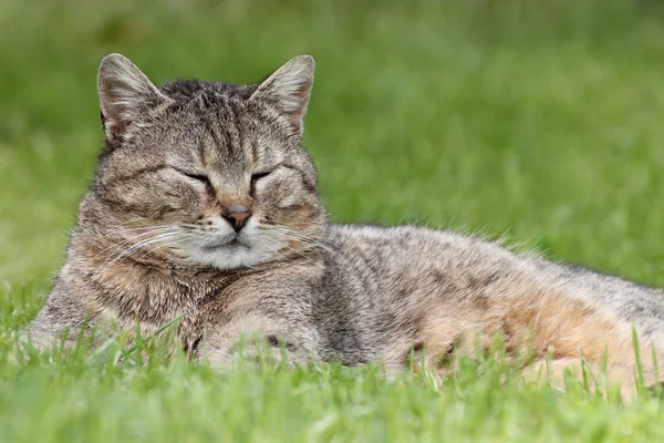 Tabby katt Stockbild