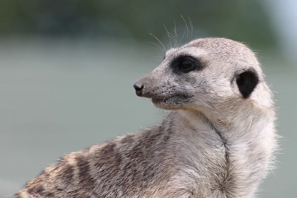 Suricate — Stockfoto