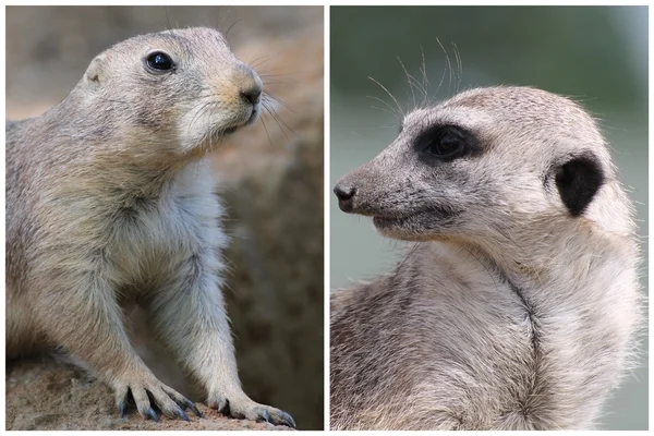 Çayır köpeği'ni ve suricate