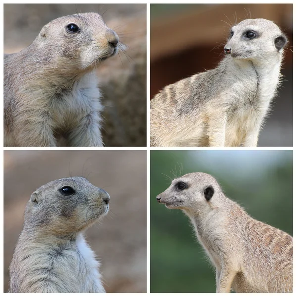 Çayır köpeği'ni ve suricate