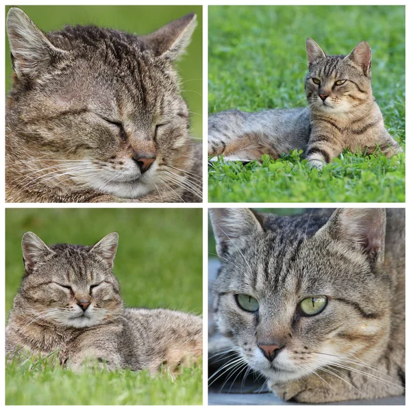 Tabby cat — Stock Photo, Image