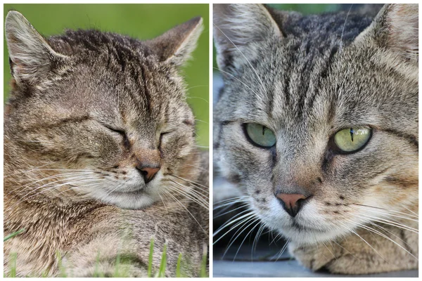 Tabby cat — Stock Photo, Image