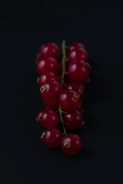 Grosella roja sobre negro —  Fotos de Stock