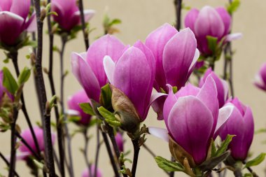 pembe Manolya çiçeği