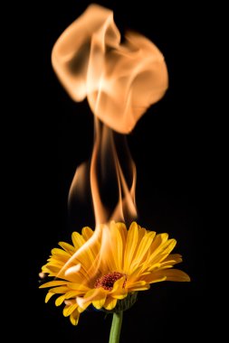 yanan sarı gerbera