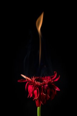 ateş kırmızı gerbera