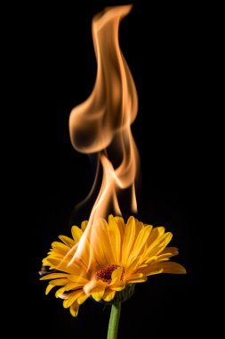 yanan sarı gerbera