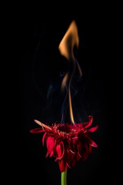 ateş kırmızı gerbera