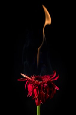 ateş kırmızı gerbera