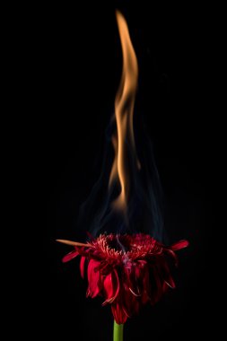 ateş kırmızı gerbera