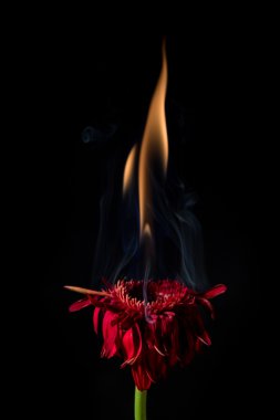 ateş kırmızı gerbera