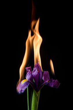 Iris çiçek yanıyor