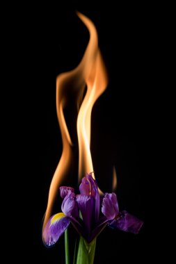 Iris çiçek yanıyor