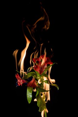 alstroemeria çiçek yanıyor