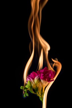 Frezya çiçek yanıyor