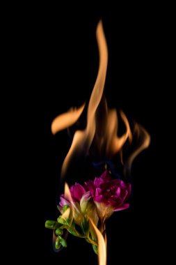 Frezya çiçek yanıyor