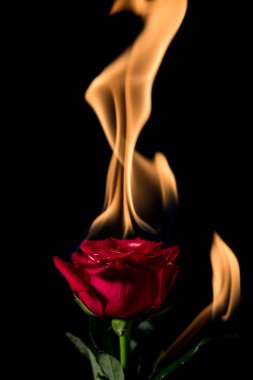 Rose yanıyor