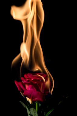Rose yanıyor