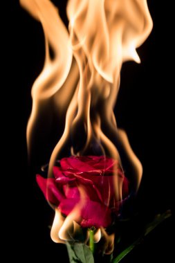 Rose yanıyor