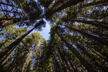 ormanda arıyorsunuz