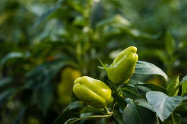 bahçede büyüyen yeşil biber