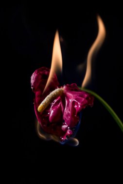 Anthurium çiçek yanıyor