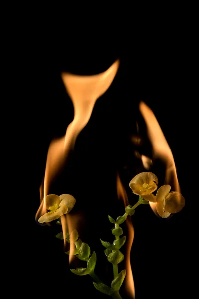 Yellow flower on fire — Stock Photo, Image