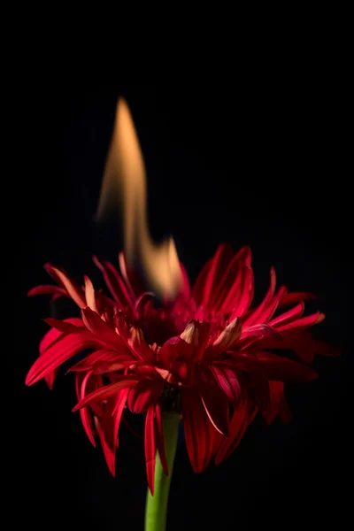 Red gerbera on fire — Stock Photo, Image