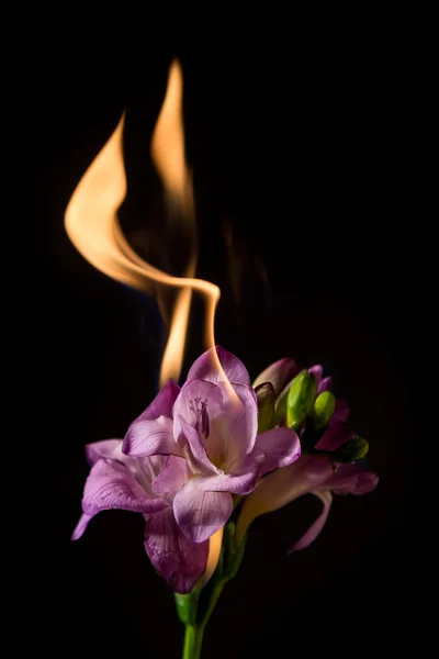 Purpurfarbene Freesia in Flammen — Stockfoto