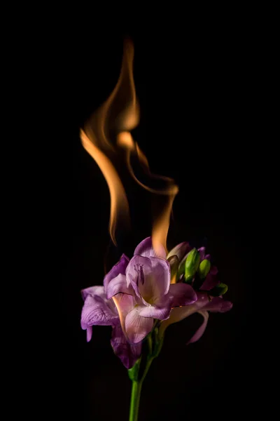 Purple freesia on fire — Stock Photo, Image