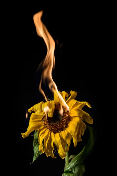 Zonnebloem op brand — Stockfoto