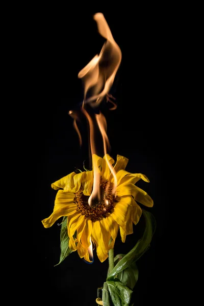 Zonnebloem op brand — Stockfoto