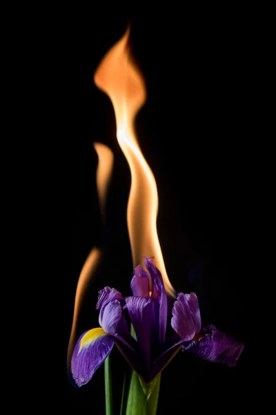 Iris flower on fire — Stock Photo, Image